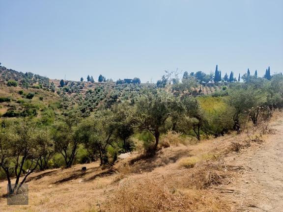 **acil**tek Tapu,çakırlı Mah.de Tapu 1.114m² Satılık Tarla 2