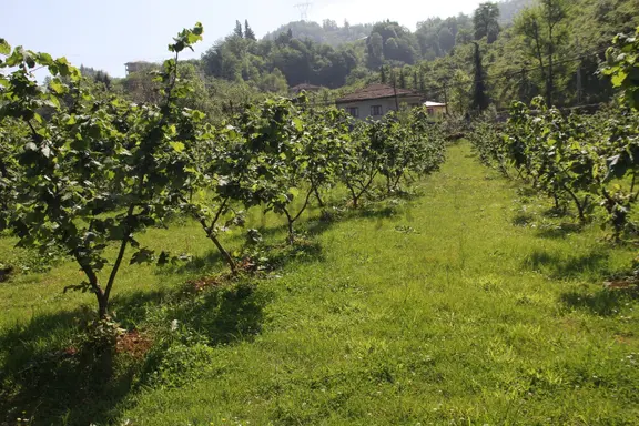 Araç Takaslı Samsun Salı Pazarı Fındık Tarlası 1