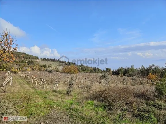 Pamukova Akçakayada 3.469 M² Üretime Hazır Üzüm Bağı!! 1