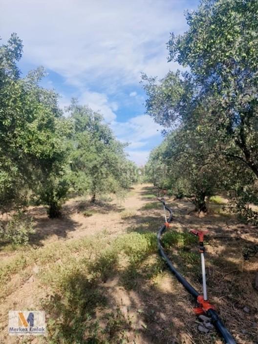Merkez'den İmar Sınırında Kadastral Yolu Olan Satılık Tarla 1