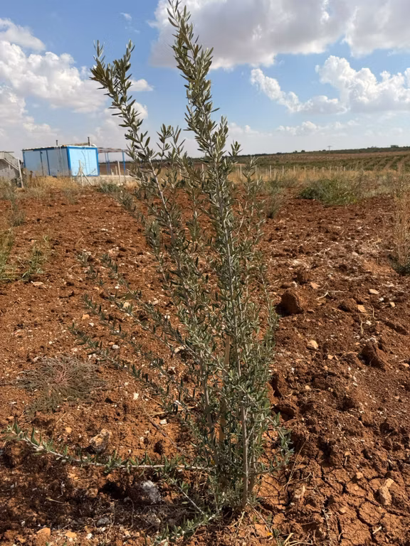 Acil Komisyon Yok Satılık 2.000 M2 Full Zeytin Ekili Tarla 2