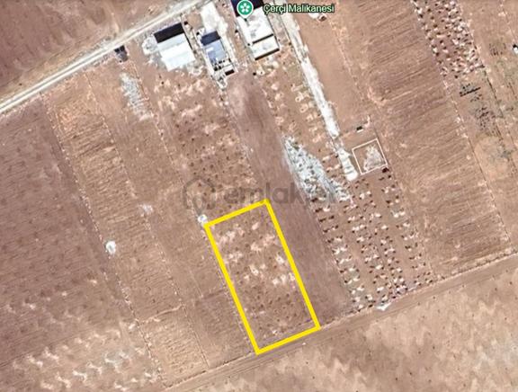 Acil Komisyon Yok Satılık 2.000 M2 Full Zeytin Ekili Tarla 2