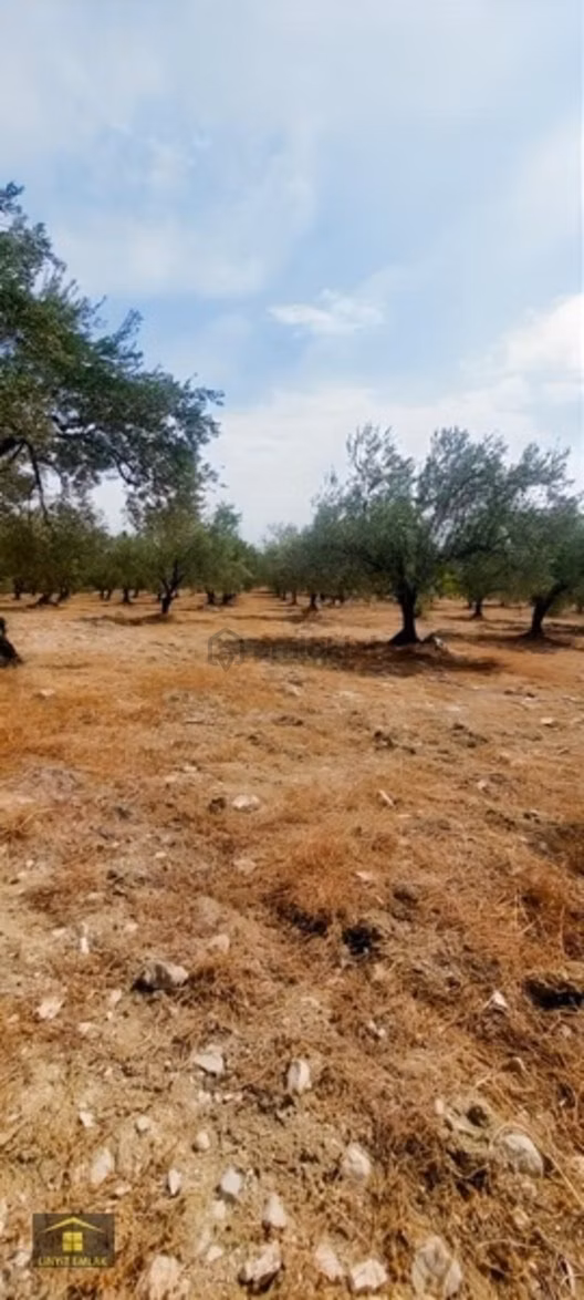 Soma Evciler Mah. Satılık Zeytinlik 2