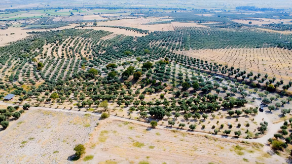Bozdoğan Alamutta Uygun Fiyatlı Satılık Zeytin Bahçesi 2