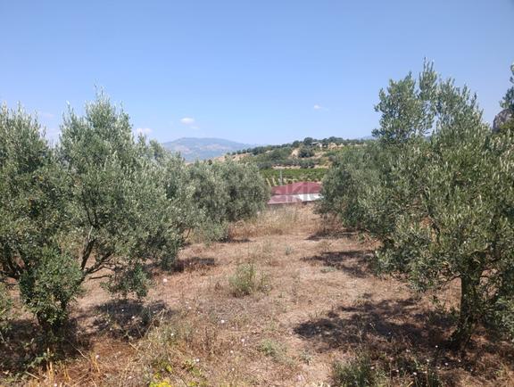 Geyve Umurbey De Yatırımlık Zeytinlik 1