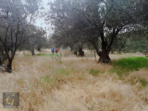 Bergama Zeytindağ Mevkiinde Tek Tapu Satılık Zeytinlik 1