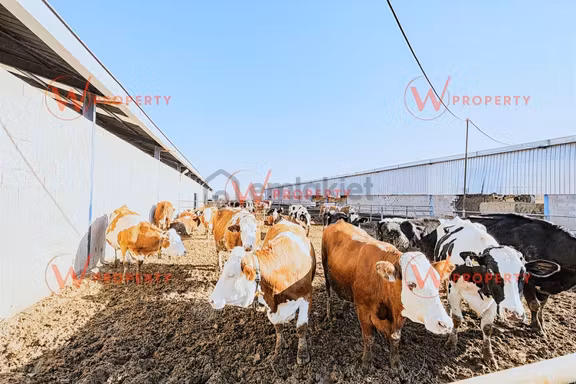 W Property Konya'da 935 Dönüm Arazi 21 Dönüm Besi Süt Çiftliği 1