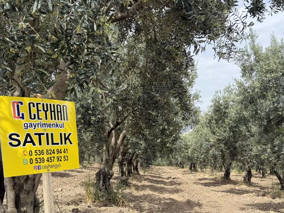 Ballıca'da Satılık Zeytinlik 1