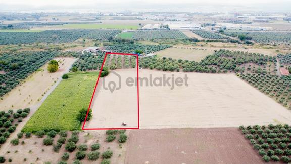 Akhisar Bekirler Mah.9490 M2 Satılık Tarla 1