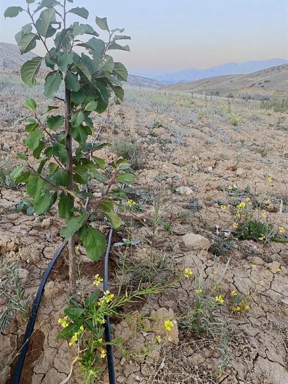 Tunç Harita Emlak'tan Ulukışla Kılan Yaylasında Fırsat Bahçe 1