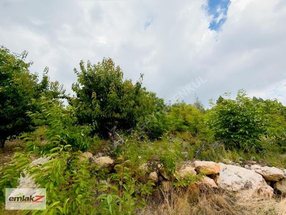 Toroslar Arslanköyde Uygun Fiyatlı 1688 M2 Satılık Şeftali Bahçe 1