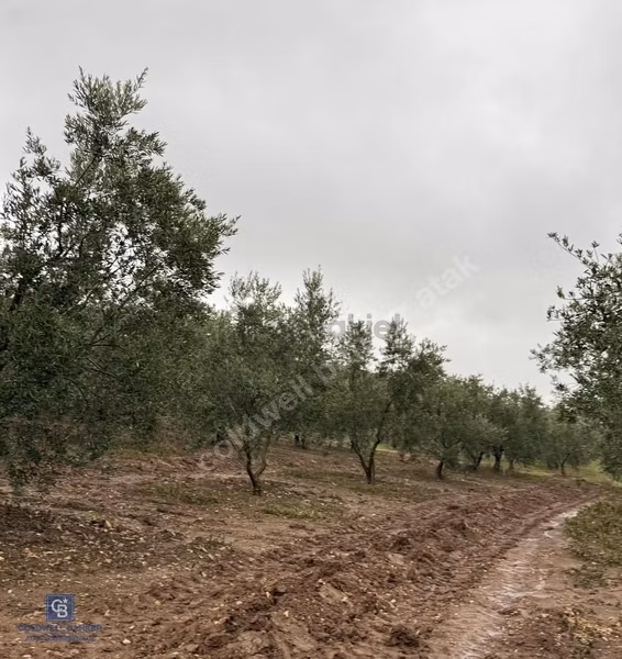 Bandırma Şirinçavuş Zeytin Ağaçları Olan Deniz Manzaralı Tarla 2