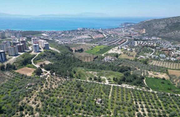 Kuşadasında Merkeze Yakın 29.544 M2 Satılık Zeytinlik 1