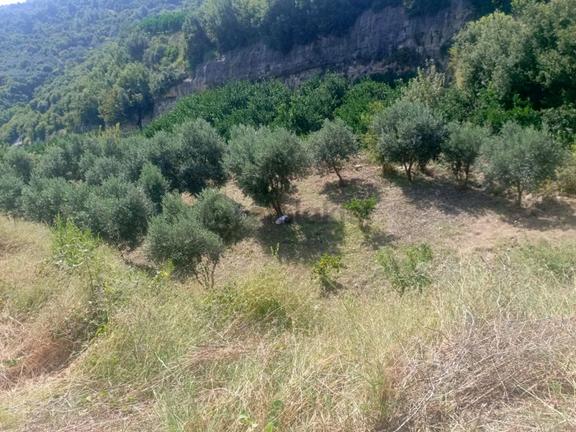 Hatay Samandağ Yoğunoluk 270m Zeytinlik 50 Ağaç Vardır 1