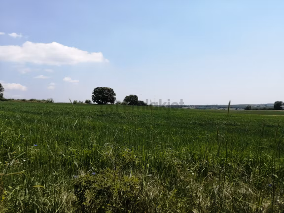 Ege Gayrimenkul'den Büyükçavuşlu'da 5000 M2 Tarla 2