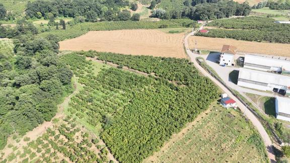 Kızılcaalide Kullanım Yolu Olan 5.000 M2 Satılık Fındık Bahçesi 1