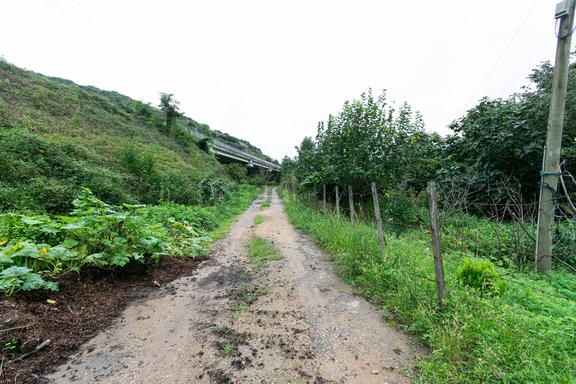 Ordu Kurtulmuş Mah. 500 M² Satılık Fındık Bahçesi Arazi Kadastral Yola Cepheli 2