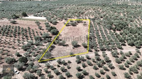 Akhisar Sakarkaya Mahallesi'nde 3.610m² Zeytinlik 2