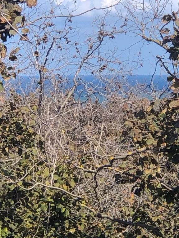 Sakarya Kocaali Alandere Mah Satılık Fındılbahçesi 2