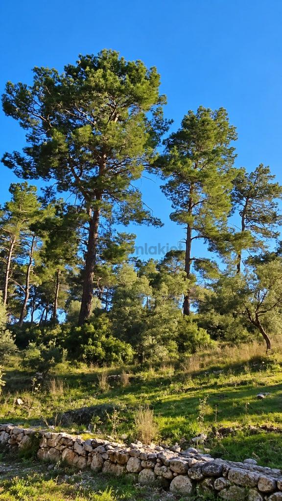 Muğla Dalaman Şerefler'de 1517 M² Satilik Köşe Parsel Zeyti̇nli̇k, Doğa Manzarali 2