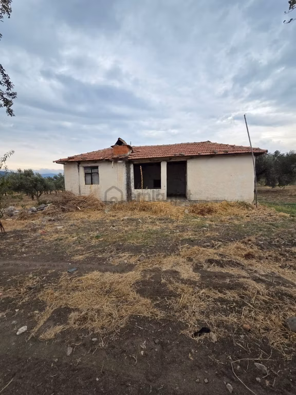Manisa Kırkağaç Gelenbe'de Satılık Zeytinlik 2