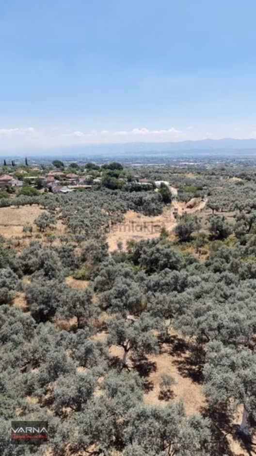 Bayındır 2100 M2 Müstakil Tapulu İcinde Zeytin Ağaclari Var 1