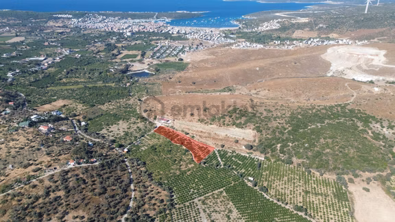 Seferihisar Sığacık Taşdibi’nde 4.915 M² Satılık Mandalina Bahçesi 2