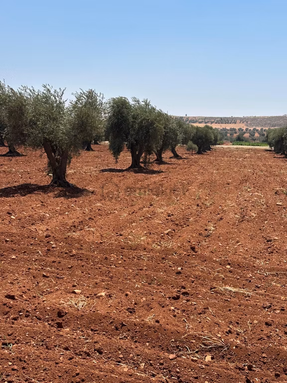 Çözüm Gayrimenkul Tonluk Zeytin 2