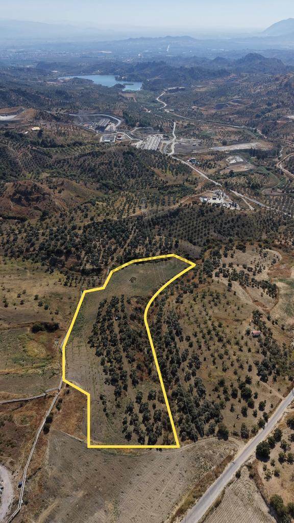 Aydın Germencik Bozköy Yolu Kenarı 25.765m2 Zeytin & İncirlik 1