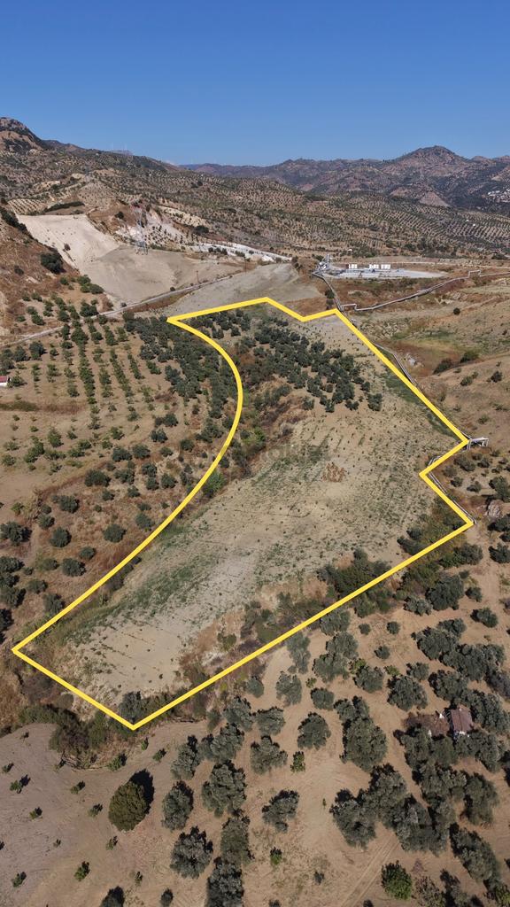 Aydın Germencik Bozköy Yolu Kenarı 25.765m2 Zeytin & İncirlik 2