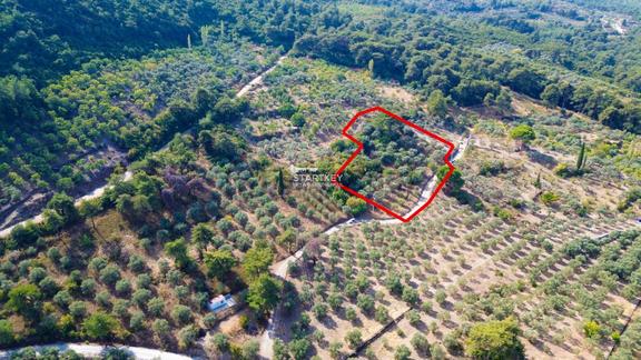 Selçuk Gökçealan Burgaz'da Yola Yakın Tek Tapu 5.392 M² Tarla 2