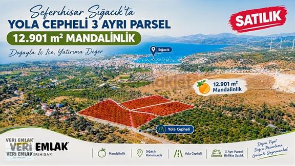 Seferihisar Sığacık Taşdibi Mevkiinde 12.901 M² Mandalinlik 1