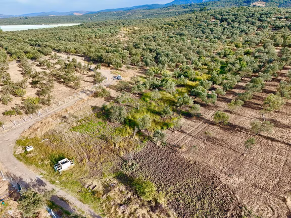 Akçay Aras Emlaktan Hobi Bahçesine Uygun 5656 M2 Zeytinlik 1