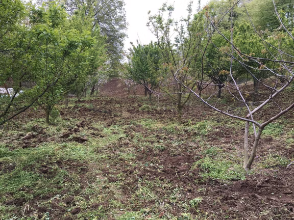 Yalova Çukurköy'de Asfalta Cephe Kiraz Ağaçlı Satılık Arsa 1