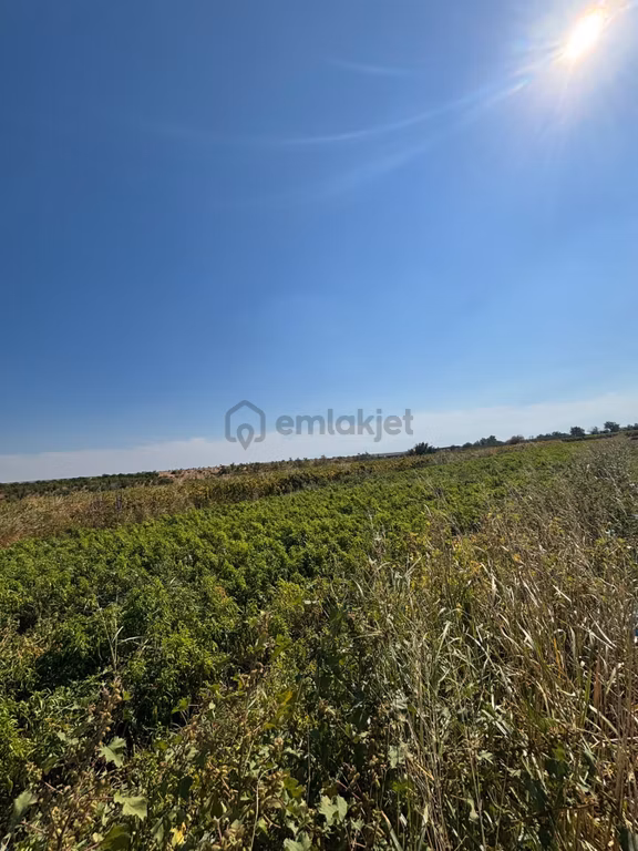 Turgutlu Sinirli 3250 M2 Hiseli Tarla 2