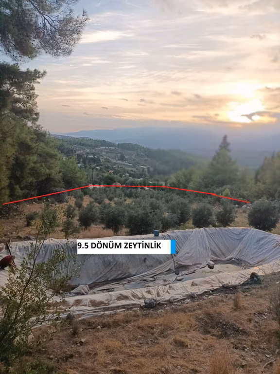 Kumluca Erentepe Köyünde Satılık 9.5 Dönüm Tarla-zeytinlik 1