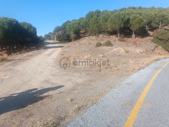 Koçarlı Zeytinköy'de 19.311 M2 Verimli Satılık Zeytinlik 2