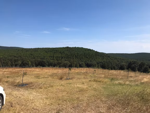 Yalova, Armutlu, Hayriye Köyü'nde, Doğayla Çevrili 8562 M2'lik Arsa Yatırım Fırsatı. 2