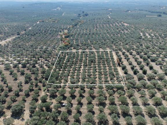 Ballıca Mahallesinde Satılık 8.250 M² Tam Verimde Zeytin Bahçes 1