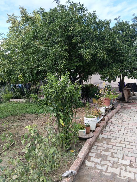 624 M2 Arsa İçinde 140 M2 Müstakil Ev 2