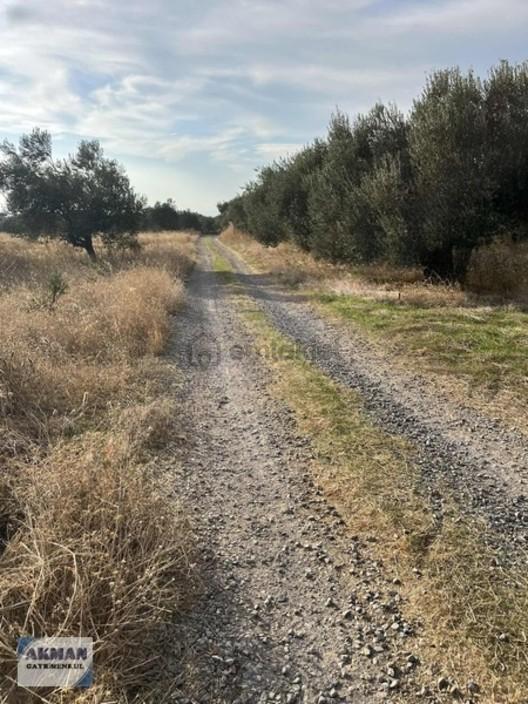 Efendi Mh Satılık Zeytin Lik 1040 M2 Tek Tapu 1