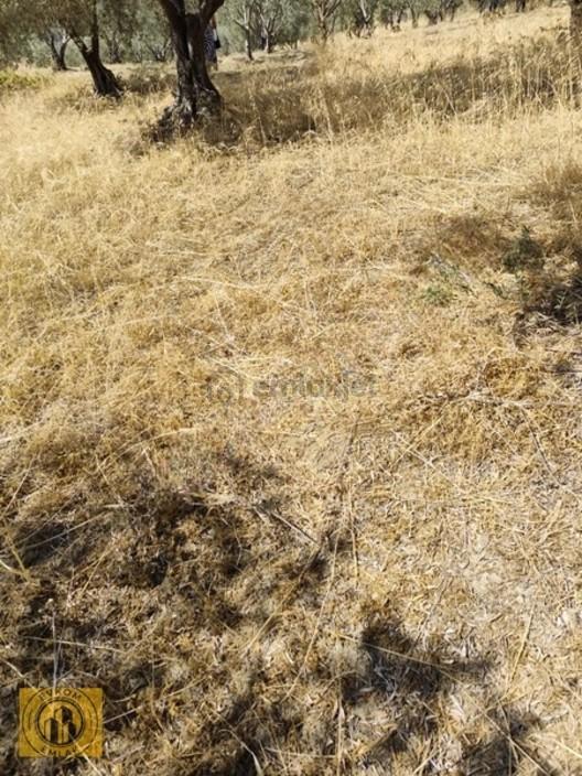 Satılık Zeytinlik Fiyat Uygundur 1