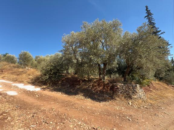 Germencik Balatçık Mah'de Harika Konumda 637 Metre Kare 2 Kata İmarlı Villa Arsası 2