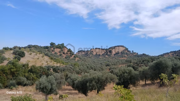 Germencik Hıdırbeyli'de 2.314 Metre Kare Muhteşem Zeytinlik 2