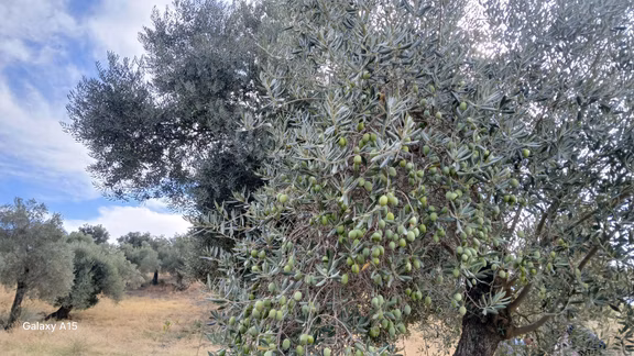 Germencik Hıdırbeyli'de 2.314 Metre Kare Muhteşem Zeytinlik 1