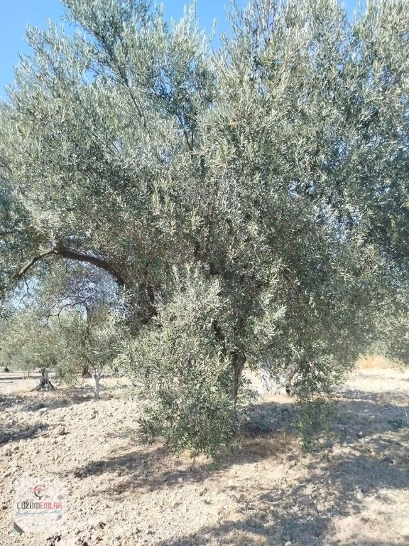 Kırkağaç Bakır Guzel Mi , Güzel Zeytinlik 1