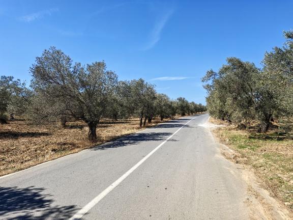 Artur Tatil Köyü Sitelerine Yakın 2.659 M² Zeytinlik 1