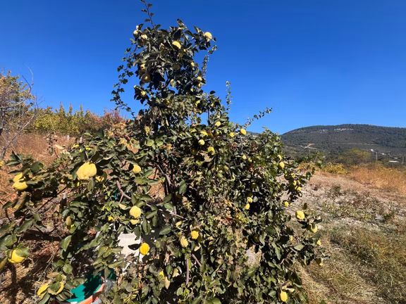 Buca Kırklarda Kadastral Yola Cepheli Yatırımlık Tarla&bağ 1