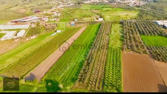 Alacalı Köyünde 6047m2 Acil Satılık Yatırımlık Kupon Tarla 2