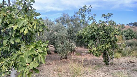Germmencik Hıdırbeyli'de 6.826 Metre Kare Verimli İncirlik Ve Zeytinlik 2